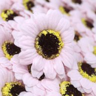 Flower Soap for Craft - Sml Sunflower - Pink