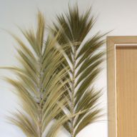 Rayung Grass Natural - 2m
