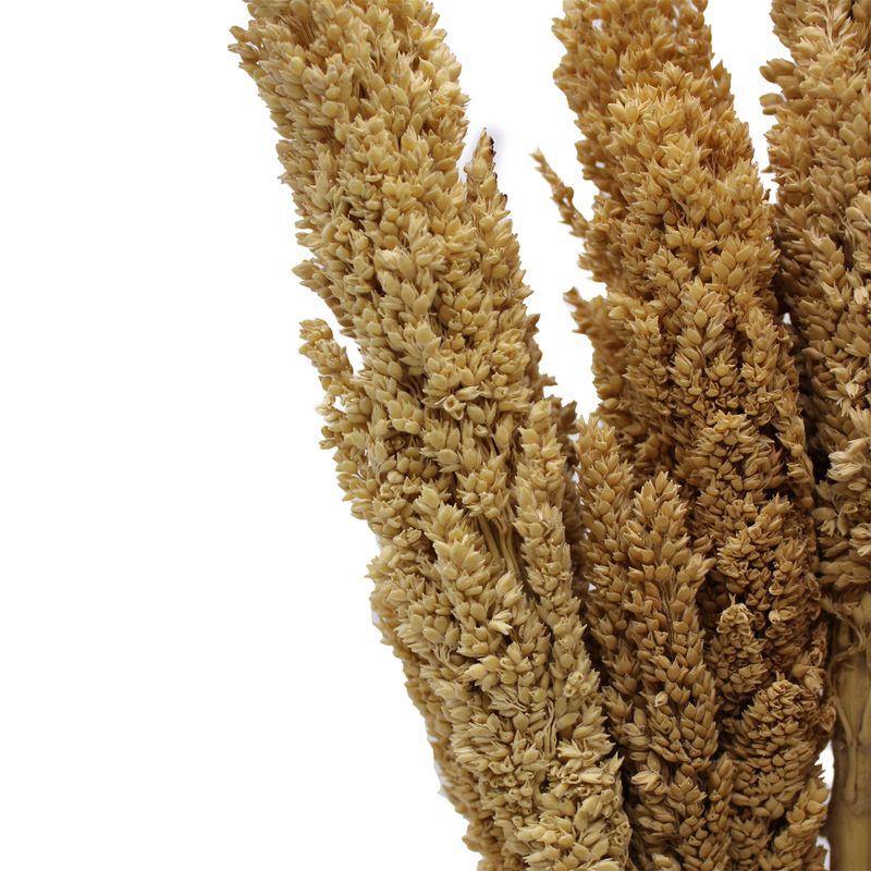 Sorghum Grass Bunch - Natural