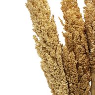 Sorghum Grass Bunch - Natural