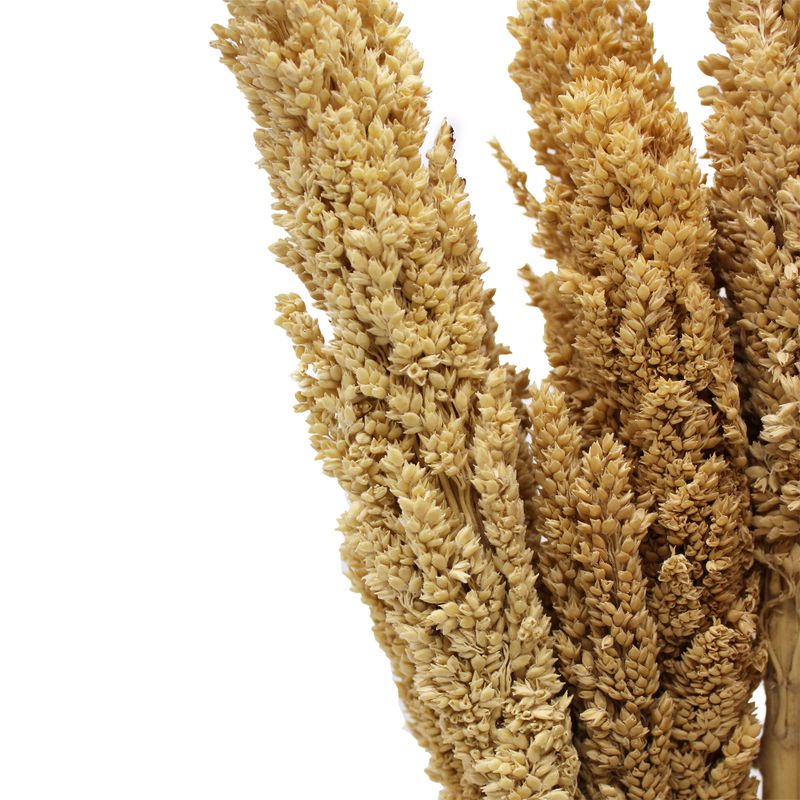 Sorghum Grass Bunch - Natural