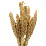 Sorghum Grass Bunch - Natural
