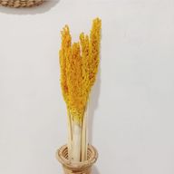 Sorghum Grass Bunch - Amber