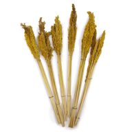 Sorghum Grass Bunch - Amber