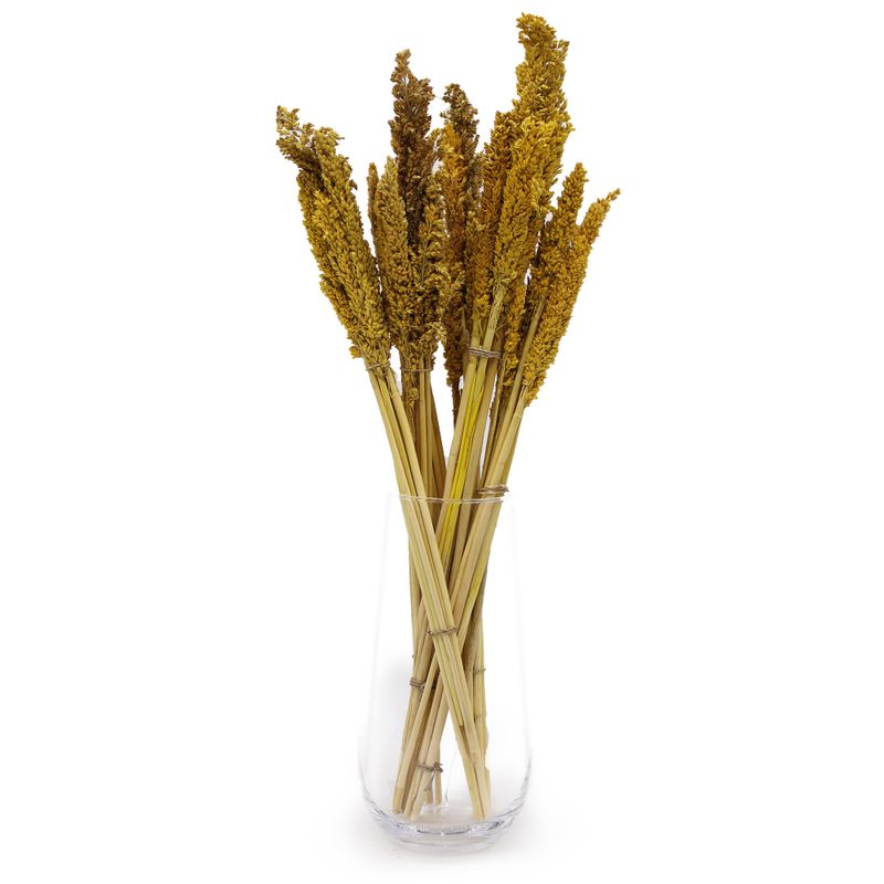 Sorghum Grass Bunch - Amber