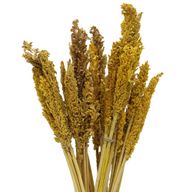 Sorghum Grass Bunch - Amber