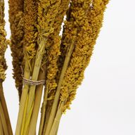 Sorghum Grass Bunch - Amber