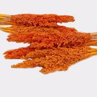 Sorghum Grass Bunch - Orange