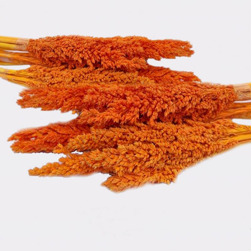 Sorghum Grass Bunch - Orange