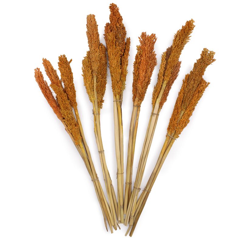 Sorghum Grass Bunch - Orange
