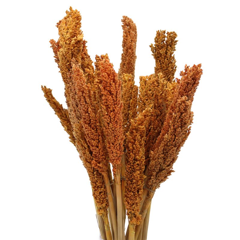 Sorghum Grass Bunch - Orange