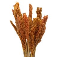 Sorghum Grass Bunch - Orange