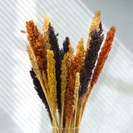 Sorghum Grass Bunch - Orange