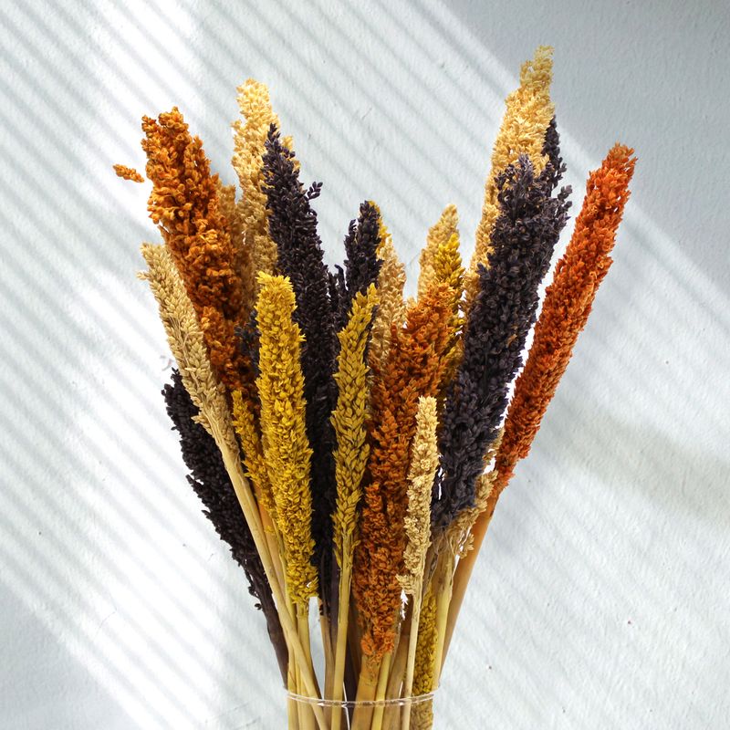 Sorghum Grass Bunch - Orange