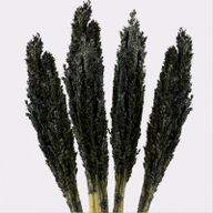 Sorghum Grass Bunch - Black