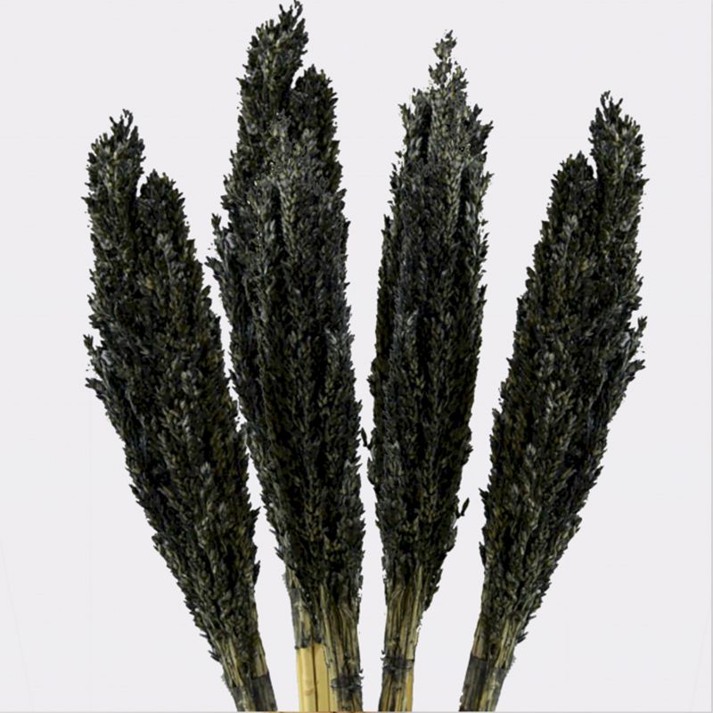 Sorghum Grass Bunch - Black