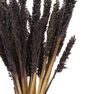 Sorghum Grass Bunch - Black
