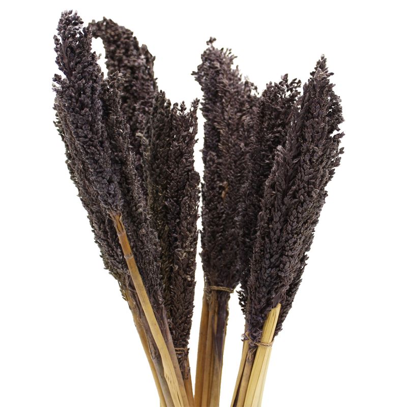 Sorghum Grass Bunch - Black