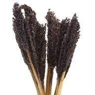 Sorghum Grass Bunch - Black