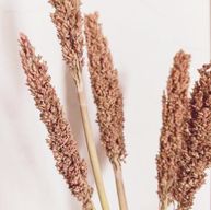 Sorghum Grass Bunch - Rust
