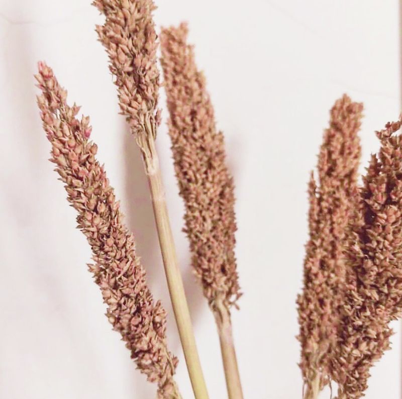 Sorghum Grass Bunch - Rust