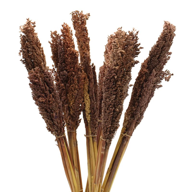 Sorghum Grass Bunch - Chocolate
