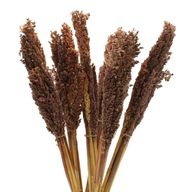 Sorghum Grass Bunch - Chocolate
