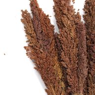 Sorghum Grass Bunch - Chocolate