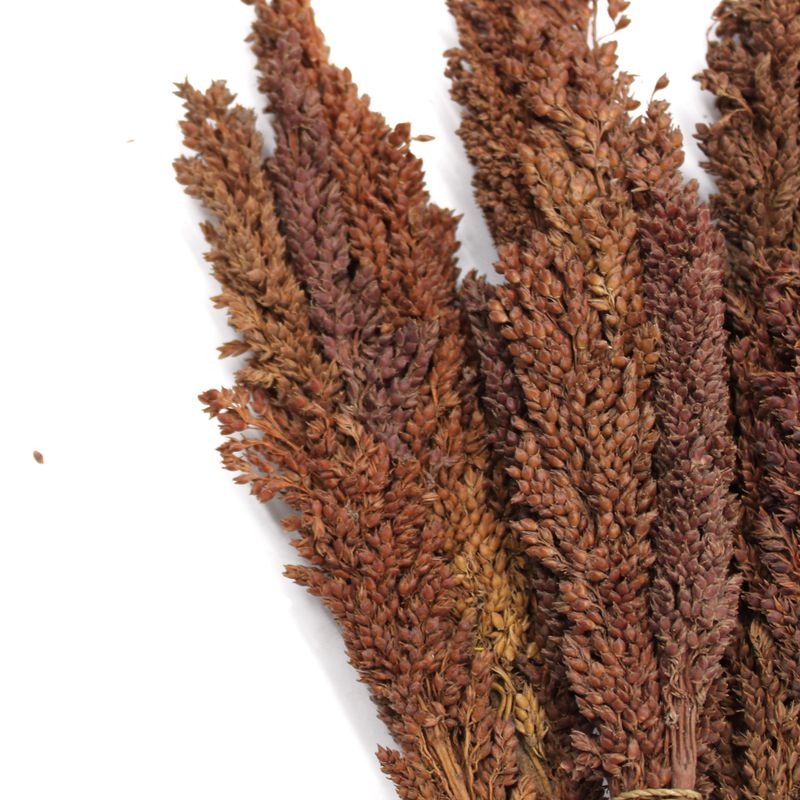 Sorghum Grass Bunch - Chocolate