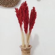 Sorghum Grass Bunch - Fire