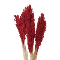 Sorghum Grass Bunch - Fire