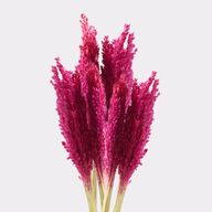 Sorghum Grass Bunch - Pink