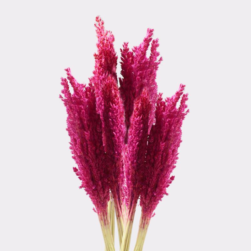 Sorghum Grass Bunch - Pink