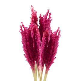 Sorghum Grass Bunch - Pink