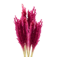 Sorghum Grass Bunch - Pink