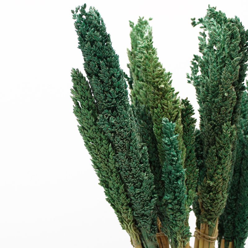 Sorghum Grass Bunch - Teal