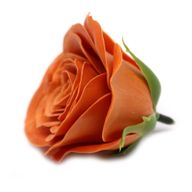 Craft Soap Flower - Lrg (7-Layer) Vintage Rose - Java Clove