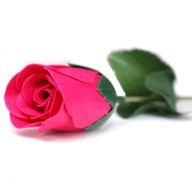 Ready to Retail Soap Flowers - Small Rose - Pink