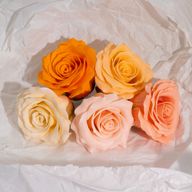 Craft Soap Flower - (5-Layer) Romantic Rose - Graduated Selection - Peach Blush