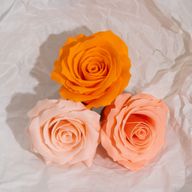 Craft Soap Flower - (5-Layer) Romantic Rose - Graduated Selection - Peach Blush