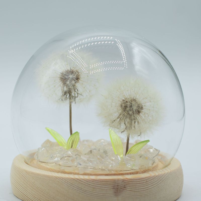 Floral Glow Garden Dome - 2 Dandelions - LED USB