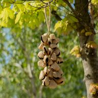 Lrg Pangi Seed Shell - Natural Nut Shaker (50 Shells)