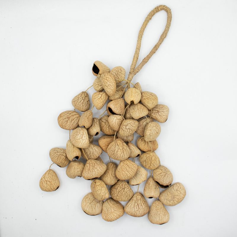 Lrg Pangi Seed Shell - Natural Nut Shaker (50 Shells)
