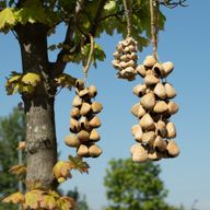 Lrg Pangi Seed Shell - Natural Nut Shaker (50 Shells)
