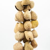 Med Pangi Seed Shell - Natural Nut Shaker (30 Shells)