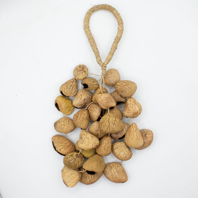 Med Pangi Seed Shell - Natural Nut Shaker (30 Shells)