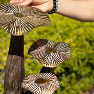 Golden Mushroom Art - Natural - Large (32x25cm)