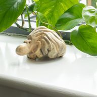 Handmade Parasite Wood Art Carving - Ocean Guarding Octopus