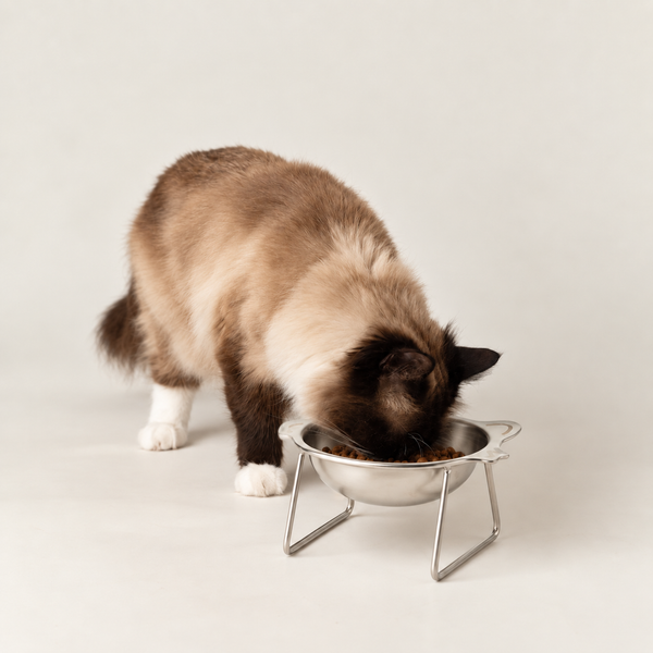 PAW Food Bowls - Single Cat Bowl in Stand - Stainless Steel
