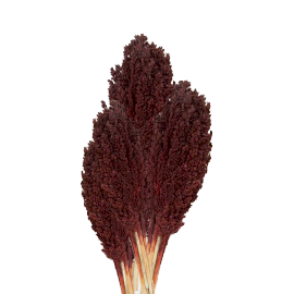 6x Sorghum Grass Bunch - Chocolate